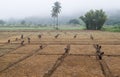 The golden paddy field after the harvesting time is coving with the fog