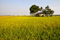 Golden Paddy field Royalty Free Stock Photo
