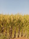 Golden Paddy Field Ready for Harvest Royalty Free Stock Photo