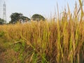 Golden Paddy field at sunrise time. Royalty Free Stock Photo