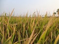 Golden Paddy field at sunrise time. Royalty Free Stock Photo