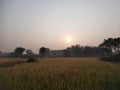 Golden Paddy field at sunrise time. Royalty Free Stock Photo