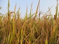 Golden Paddy field at sunrise time. Royalty Free Stock Photo