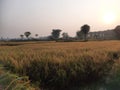 Golden Paddy field at sunrise time. Royalty Free Stock Photo