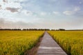 Golden paddy fields