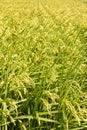 Golden paddy rice farm