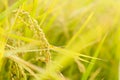 Golden paddy rice farm