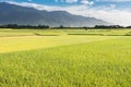 Golden paddy rice farm