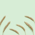 Golden painted ears of wheat close up on pastel green background. Natural cereal plant, harvest time concept Royalty Free Stock Photo