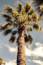 Golden palm tree under blue sky Royalty Free Stock Photo