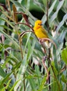 Golden Palm Weaver