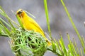 Golden palm weaver bird