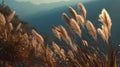 Golden pampas grass waving gently with distant mountain range backdrop at sunrise Royalty Free Stock Photo