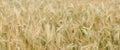Golden panoramic wheat field with blurred backround