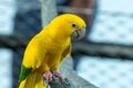 A golden parakeet or golden conure,Guaruba guarouba a beautiful vibrant yellow parrot close up on branch in northern Brazil Royalty Free Stock Photo