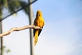 Golden parakeet, golden conure (Guaruba guarouba), ararauba Royalty Free Stock Photo