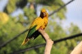 Golden parakeet, golden conure (Guaruba guarouba), ararauba Royalty Free Stock Photo