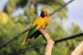 Golden parakeet, golden conure (Guaruba guarouba), ararauba Royalty Free Stock Photo