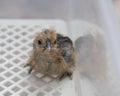 Golden partridge silkie chick Royalty Free Stock Photo