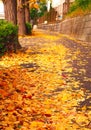 Golden pathway of fallen leaves