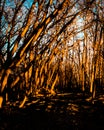 A golden pathway