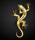 Golden patterned lizard on black background Royalty Free Stock Photo