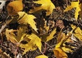 Golden, patterned maple .