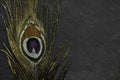 Golden peacock feather on black stone background Royalty Free Stock Photo