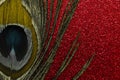 Golden peacock feather on red shiny background Royalty Free Stock Photo