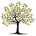 Golden pear tree