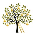 Golden pear tree and ladder Royalty Free Stock Photo