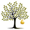 Golden pear tree Royalty Free Stock Photo