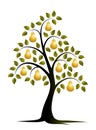 Golden pear tree Royalty Free Stock Photo