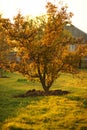 Golden pear tree in the sunny autumn garden. Autumnal rural landscape Royalty Free Stock Photo