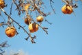 Golden pears on pear tree Royalty Free Stock Photo