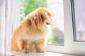 Pet relax at home, waiting his owner, adoption concept Royalty Free Stock Photo