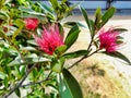 Golden Penda, Expo Gold flower in the garden