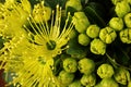 Golden Penda yellow flower