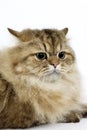 GOLDEN PERSIAN CAT, PORTRAIT OF SCARED ADULT Royalty Free Stock Photo