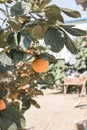 Golden persimmon trees