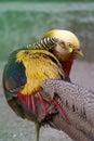 Golden Pheasant Royalty Free Stock Photo