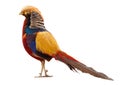 Golden pheasant