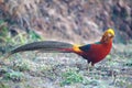 Golden pheasant Royalty Free Stock Photo