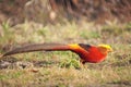 Golden pheasant