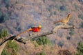 Golden pheasant adult and subadult