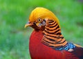 Golden Pheasant Bird
