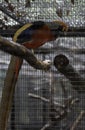 Golden Pheasant bird side view Royalty Free Stock Photo