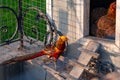 Golden Pheasant is a bright exotic bird living on a farm for breeding Royalty Free Stock Photo