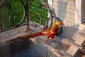 Golden Pheasant is a bright exotic bird living on a farm for breeding Royalty Free Stock Photo