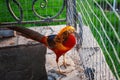 Golden Pheasant is a bright exotic bird living on a farm for breeding Royalty Free Stock Photo